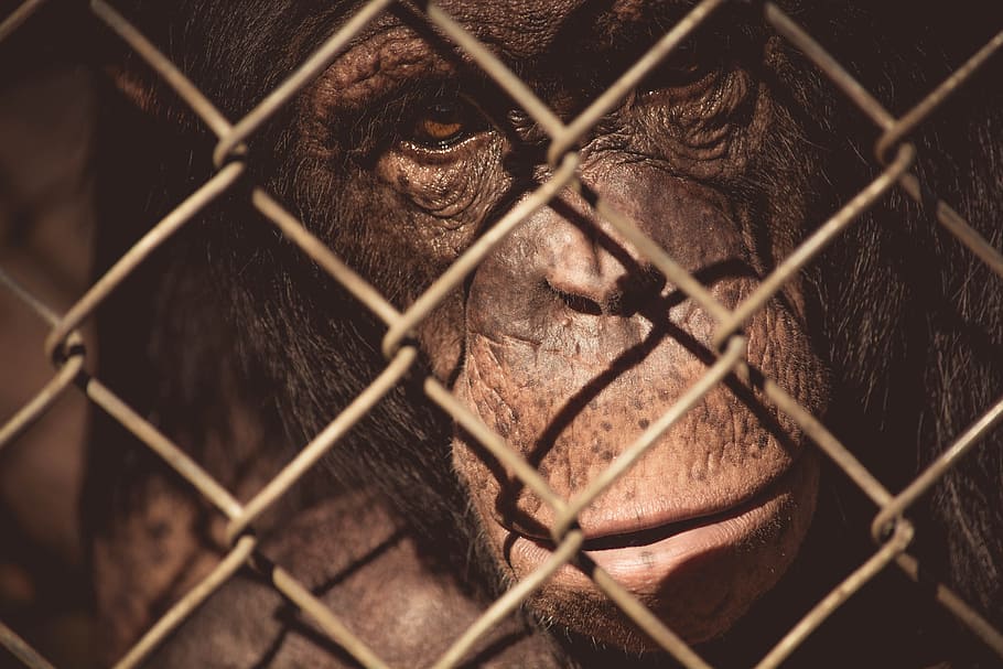 animal, zoo, monkey, wire mesh, close-up, primate, wildlife, chainlink fence HD wallpaper