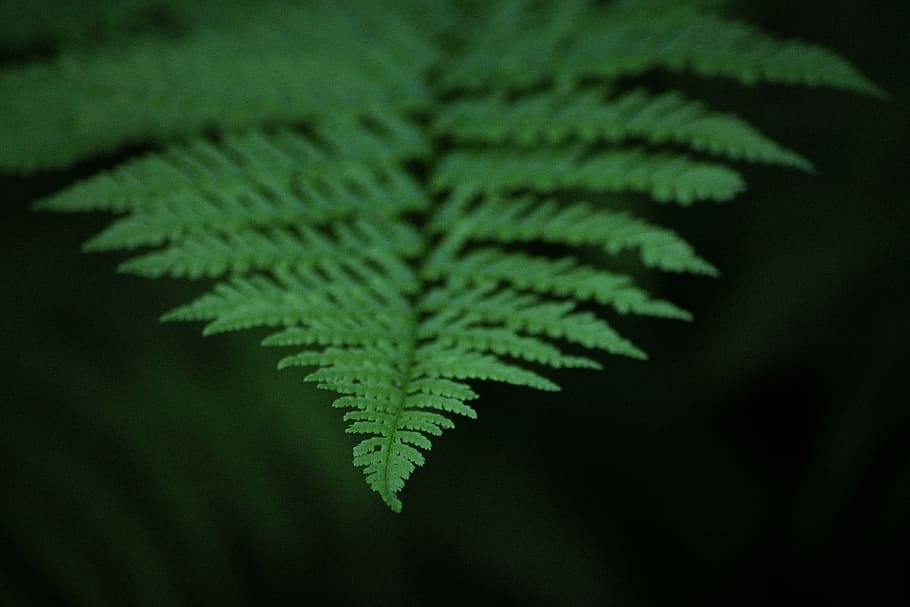macro photography of green leafed plant, selective focus photography of green leaf plant HD wallpaper