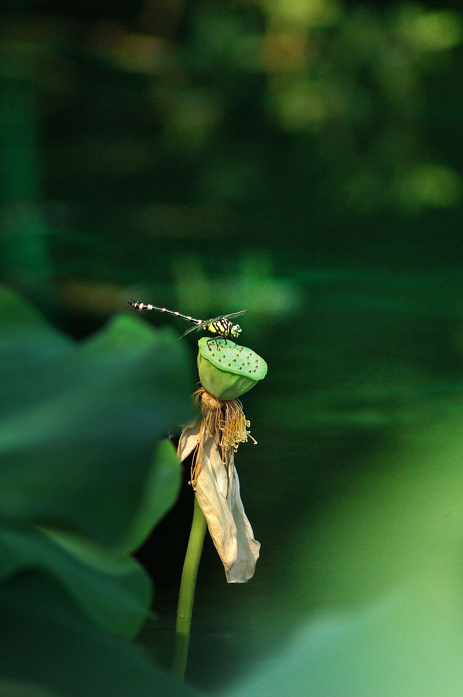 Dragonfly, Lotus, insect, one animal, animals in the wild, green color, HD wallpaper