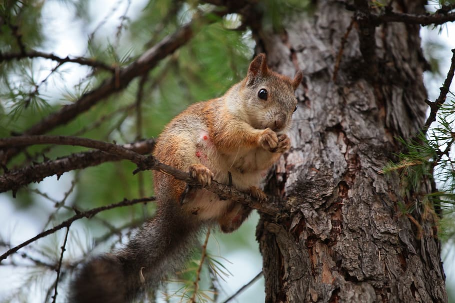 squirrel on tree holding his hands, nature, animals, park, city park HD wallpaper