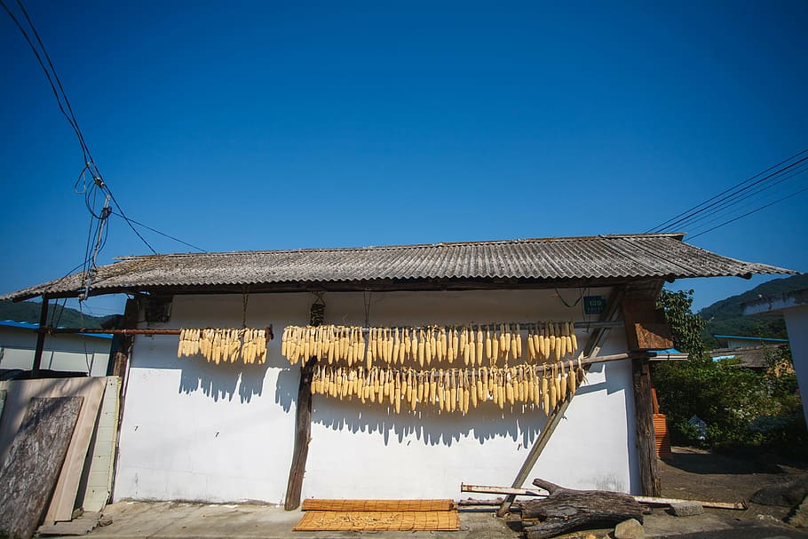 rural, corn, landscape, the korean countryside, sky, built structure, HD wallpaper