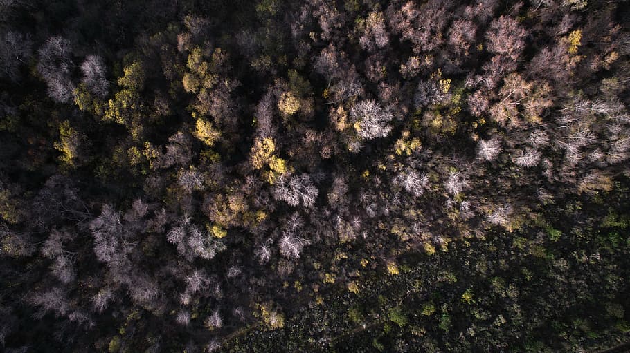 aerial view of forest range, photo, gray, yellow, flowers, trees HD wallpaper