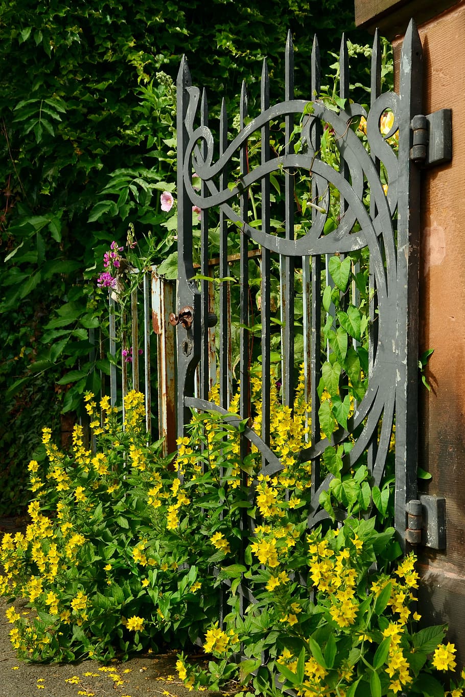 Goal, Iron, Old, Overgrown, Metal, Input, iron gate, goldfelberich HD wallpaper