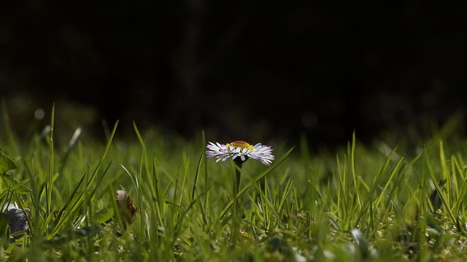 Daisy, Grass, Green, Meadow, summer, nature, close-up, macro HD wallpaper