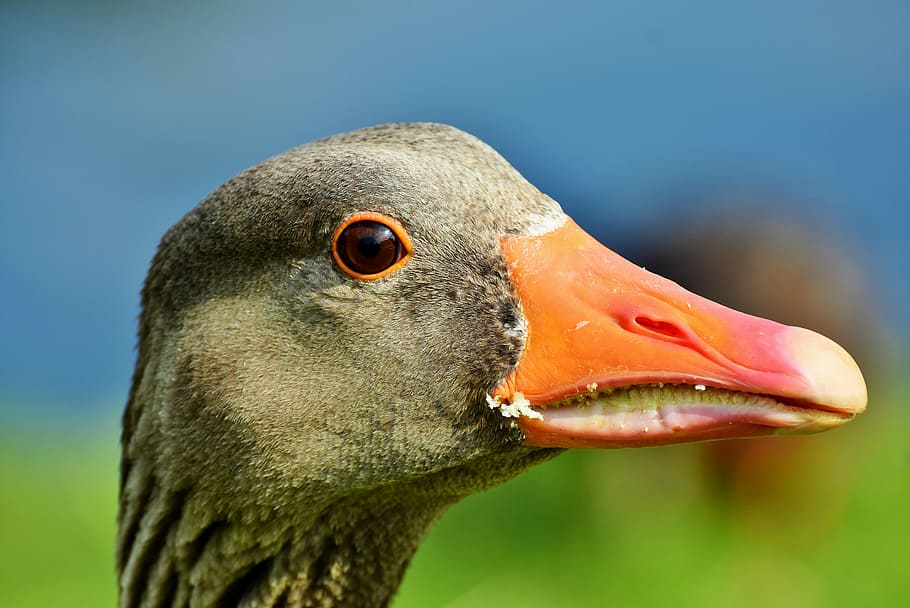 shallow focus photography of gray duck, goose, poultry, bird HD wallpaper