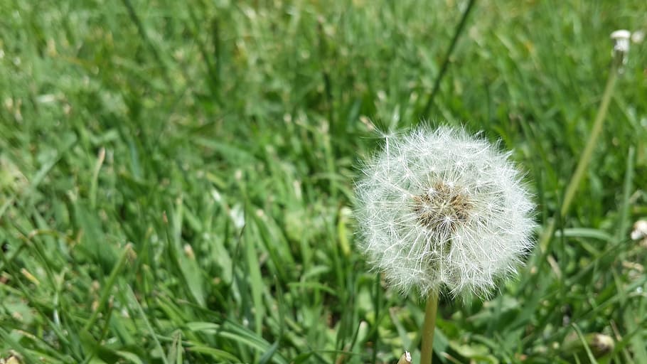 Background, White, Nature, Clouds, green, environmental, detail HD wallpaper