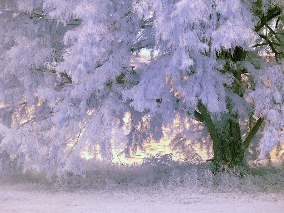 photo of tree covered with snow, infrared, foliage, plant, growth HD wallpaper