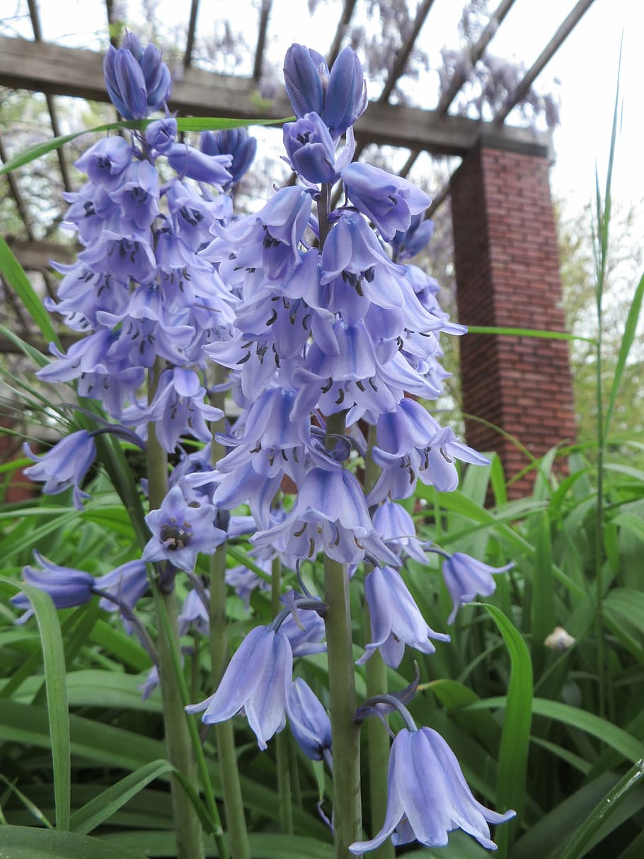 flower, plant, nature, spring, purple, park, flowering plant HD wallpaper