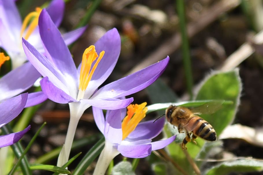 Crocus, Spring, Purple, Flower, Nature, violet, frühlingsanfang HD wallpaper