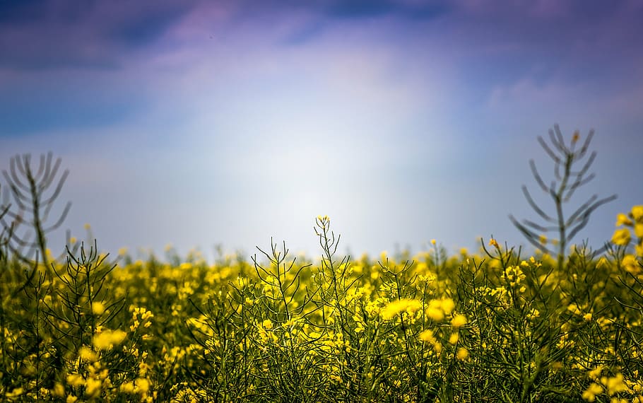field of yellow flowers, blue, sky, nature, plants, farm, garden HD wallpaper