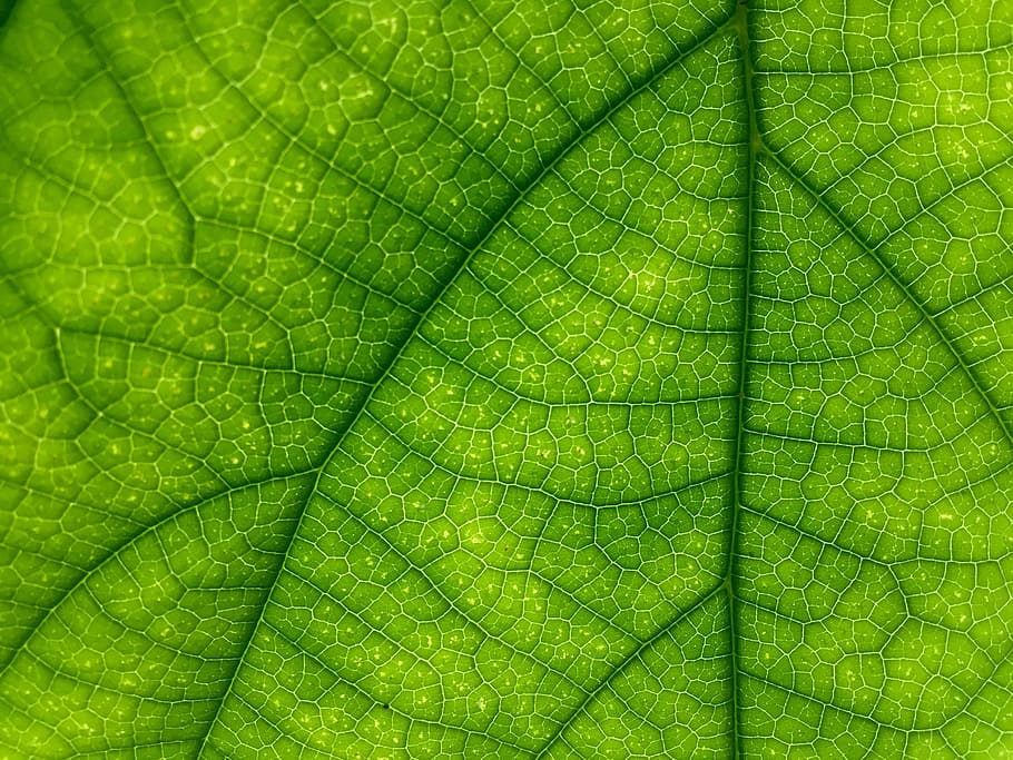 macro photography of leaf, green, texture, patten, closeup HD wallpaper