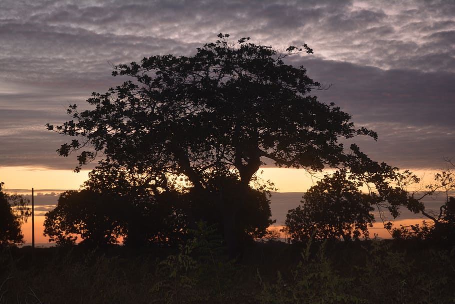 vegetation, nature, trees, environment, landscape, eventide HD wallpaper