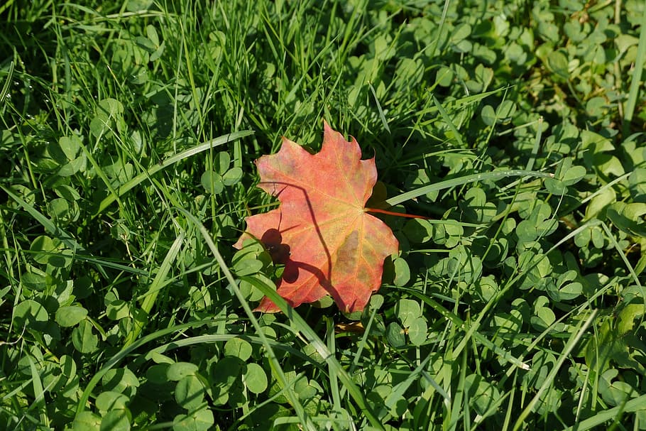 grass, sheet, autumn leaf, closeup, greens, plant part, green color HD wallpaper
