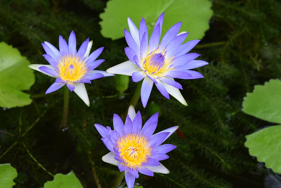 water lily, flower, nymphaea, flowering plant, vulnerability HD wallpaper