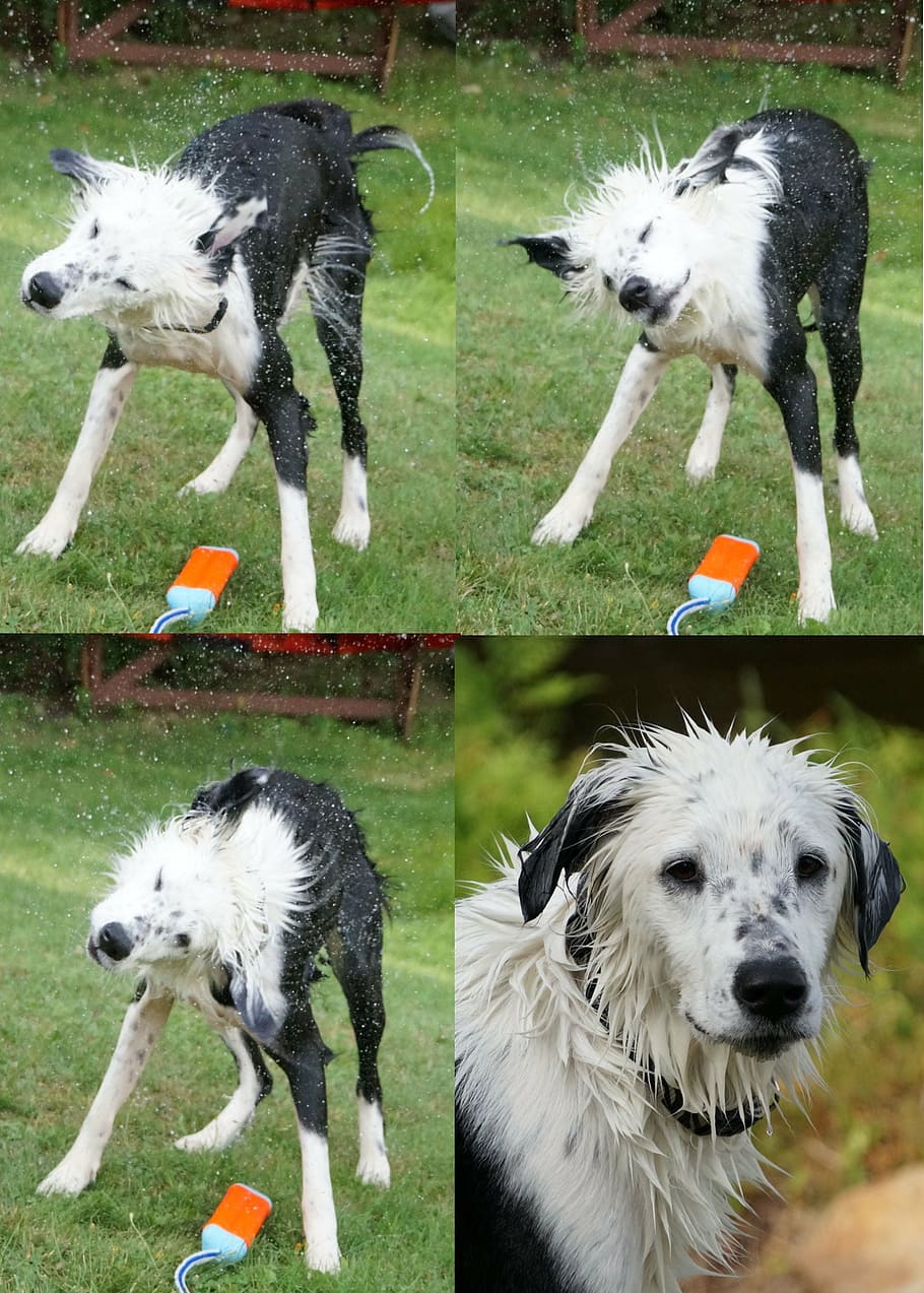 dog, wet, shake, fetch, swim, mammal, domestic, pets, animal themes HD wallpaper