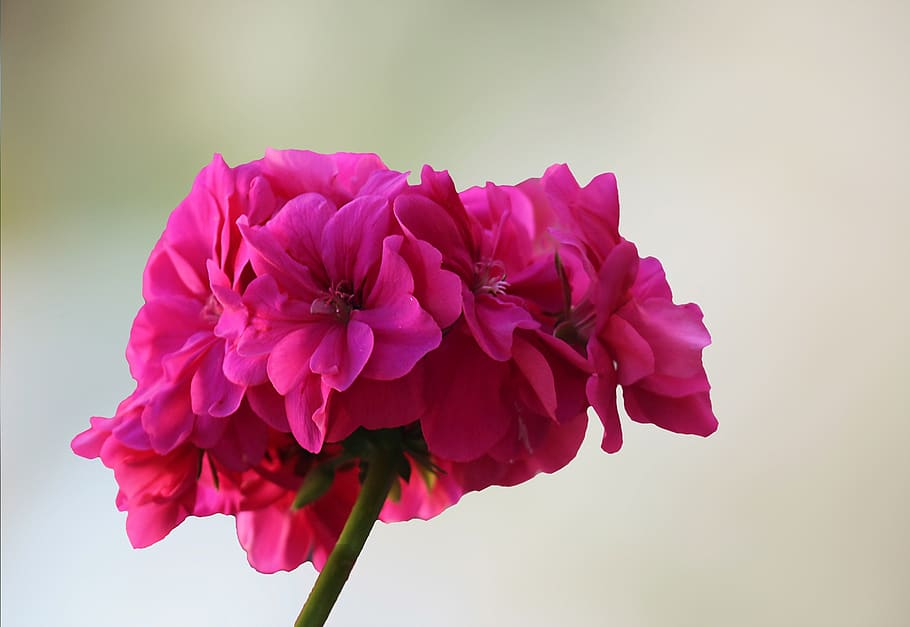 summer, blossom, bloom, red, geranium, flower, flowering plant HD wallpaper