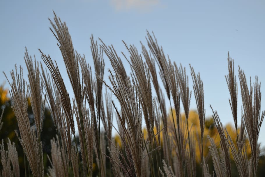 reed, grass, plant, nature, idyle, autumn, agriculture, yellow HD wallpaper