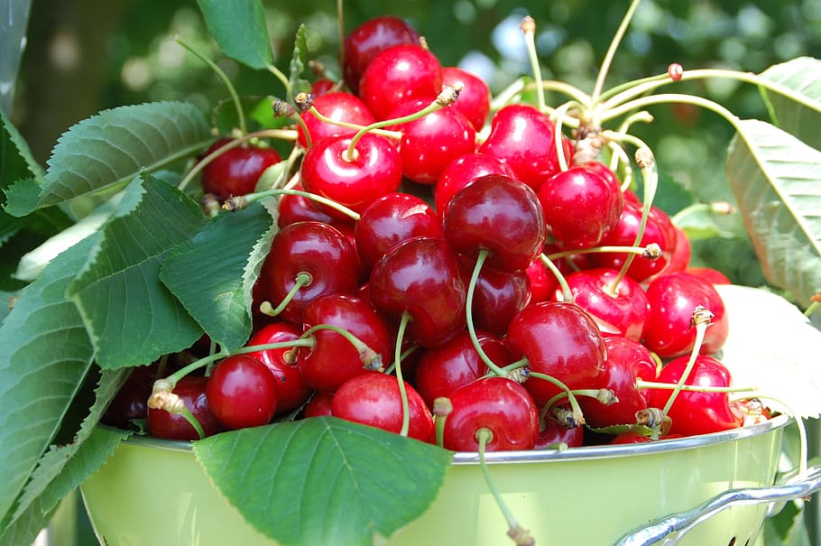 red cherries, collection, fruit, garden, harvest, red fruits HD wallpaper