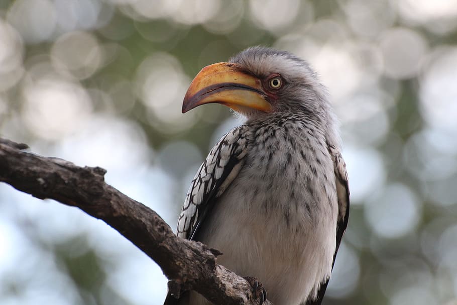 selective focus photography of brown bird on tree branch, Zazu HD wallpaper
