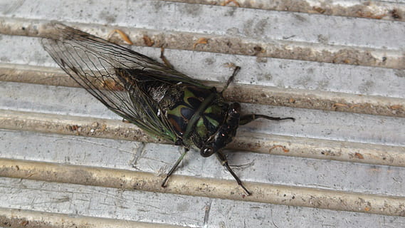 cicada, bug, creepy, cool, nature, insects, wisconsin, life HD wallpaper