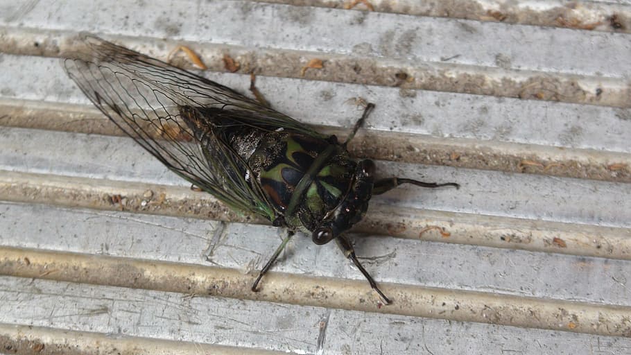 cicada, bug, creepy, cool, nature, insects, wisconsin, life HD wallpaper