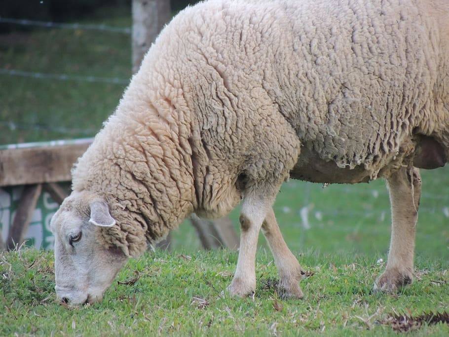 sheep, pasture, close, mammal, animal themes, domestic animals HD wallpaper