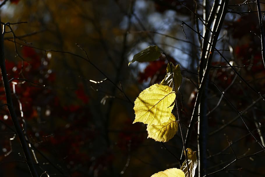 leaf, nature, fall, outdoors, tree, season, flora, autumn, plant part HD wallpaper