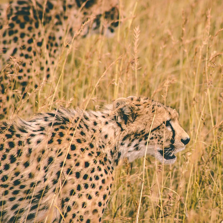 leopard near bushes, brown and black cheetah on green grass, cat HD wallpaper