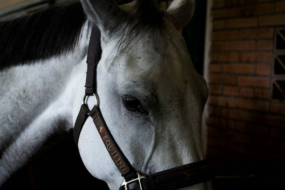Horse, First, Floor, Campaign, first floor, animal body part HD wallpaper