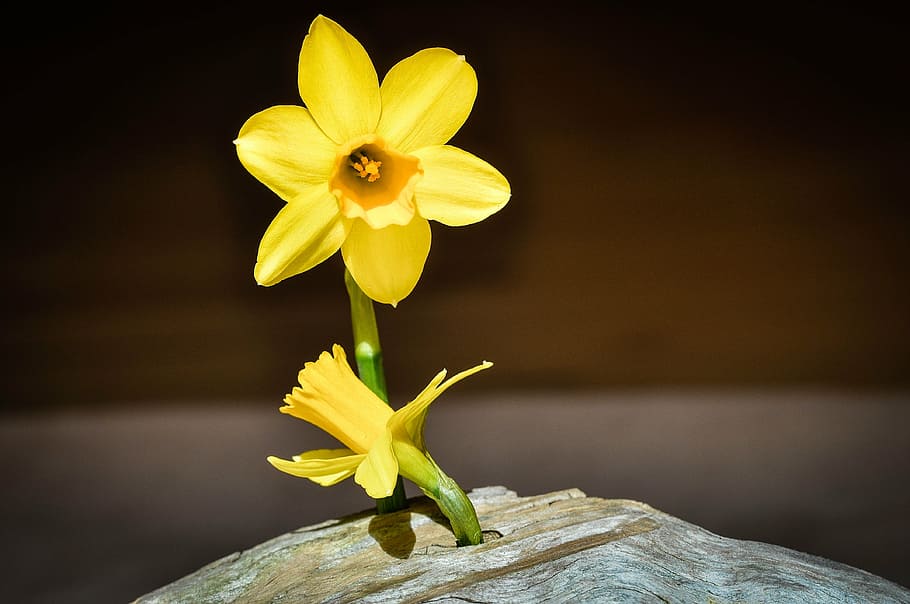 narcissus, blossom, bloom, yellow, flower, spring flower, early bloomer HD wallpaper