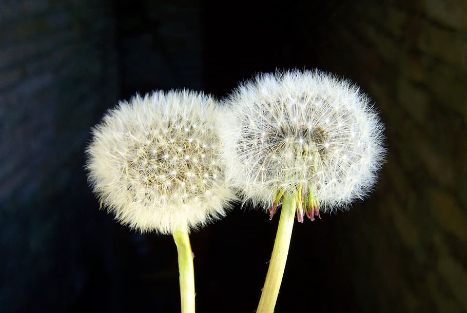 dressing-gown dandelion, spring, flower, flowering plant, vulnerability HD wallpaper