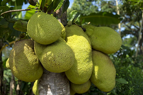 green jack fruit on tree at daytime, jackfruit, african, agriculture HD wallpaper