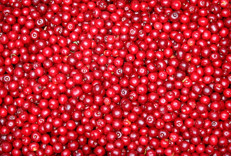 currant, fruit, red, berries, the background, food and drink HD wallpaper