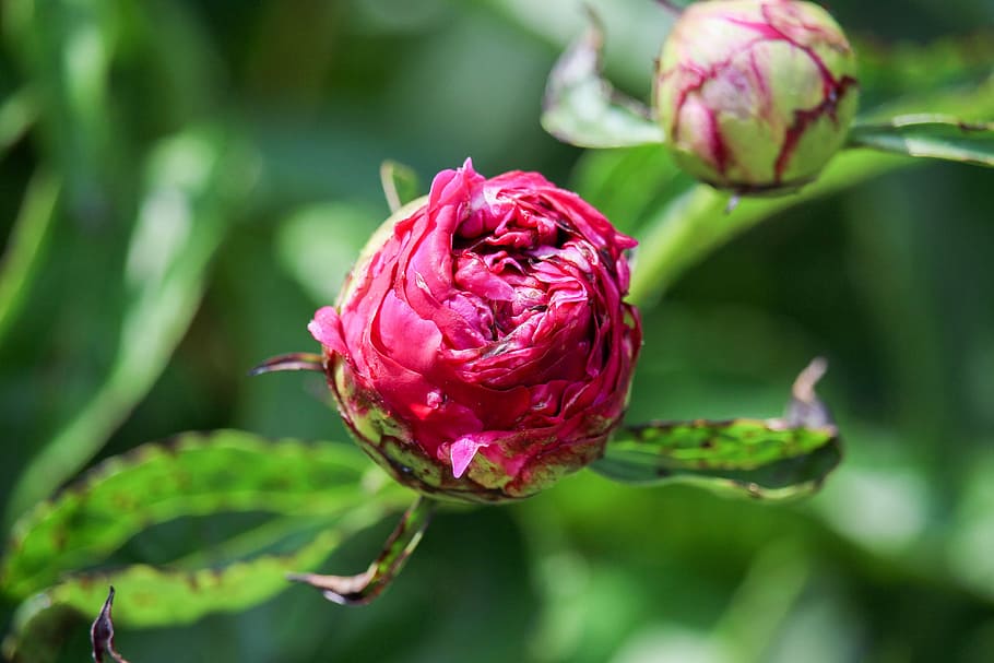 spring, flower, bloom, green, leaves, flowering plant, beauty in nature HD wallpaper