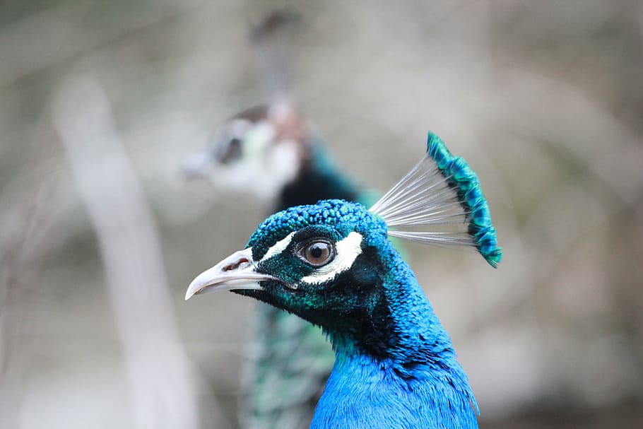 peacock, bird, animal, feather, colorful, green, blue, nature HD wallpaper