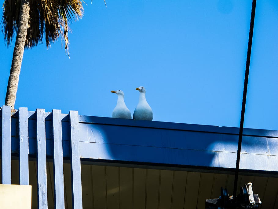 two seagulls on top of blue surface, two white seagulls on roof HD wallpaper