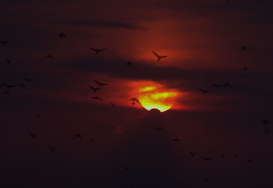 birds, sunset, sky, cloud, animal wildlife, silhouette, vertebrate HD wallpaper