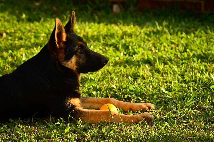 german, dog, shepherd, pet, animal, domestic, mammal, young HD wallpaper