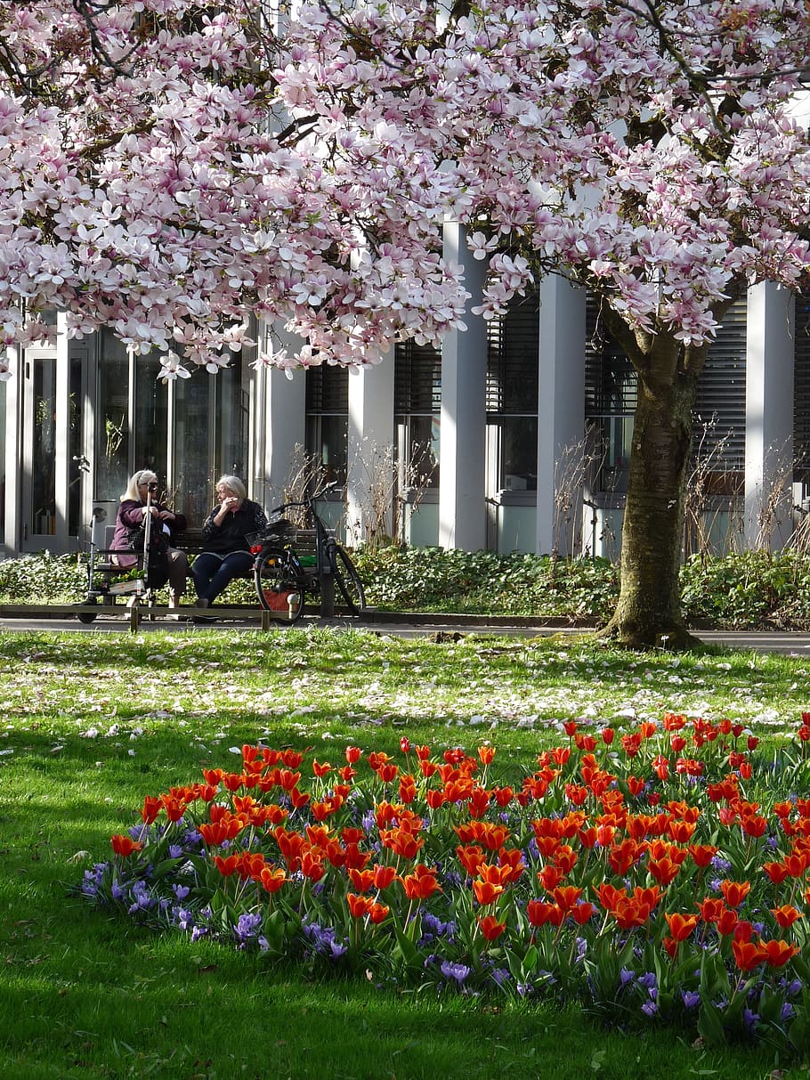 spring, human, park, tree, woman, nature, garden, flower, flowering plant HD wallpaper