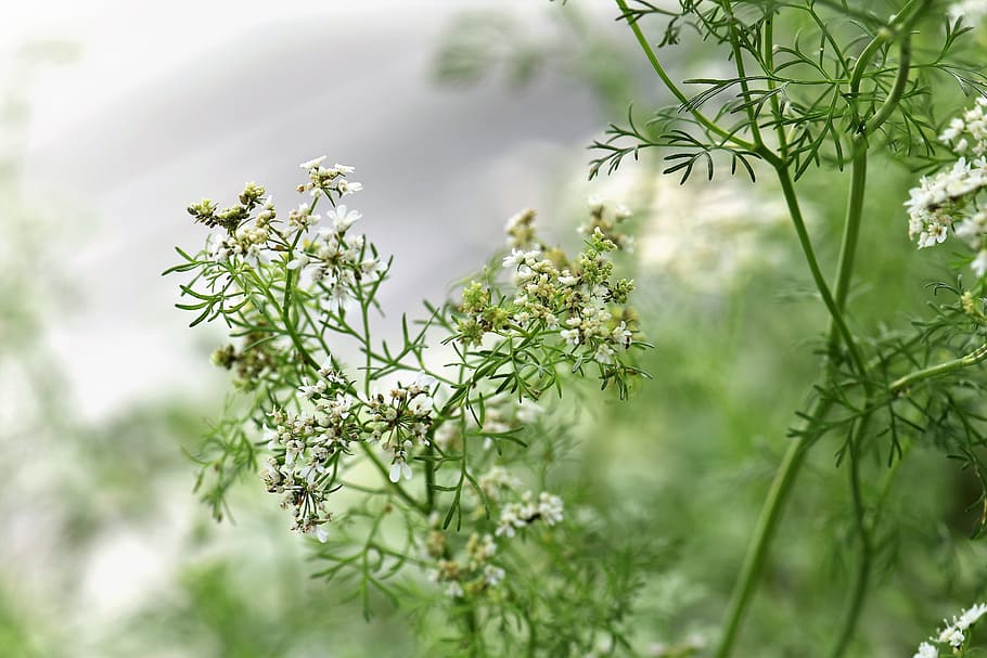 selective focus photo of white flowers, Coriander, Herb, Spice HD wallpaper
