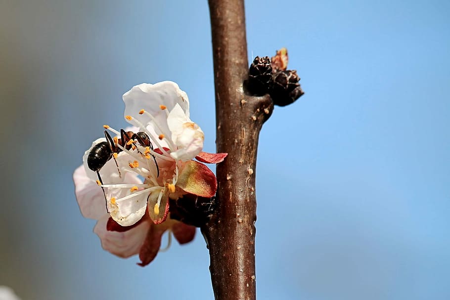 blossom, bloom, branch, insect, ant, spring, nature, day, animal wildlife HD wallpaper