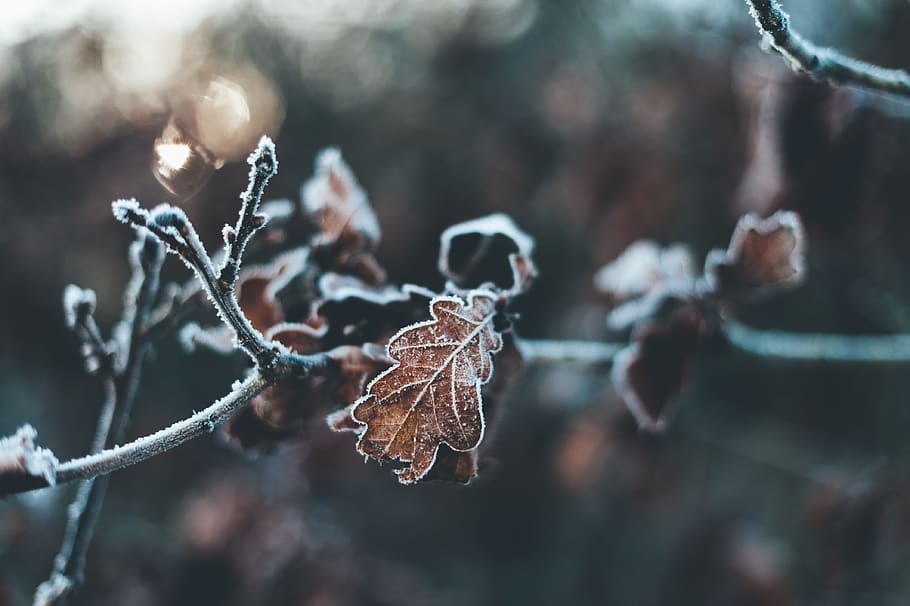 bokeh, leaf, plant, branch, tree, snow, winter, ice, cold temperature HD wallpaper