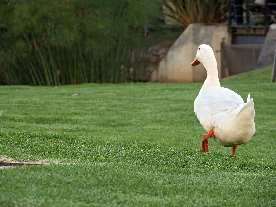 duck, pata, ave, bird, landscape, nature, pond, diversity, goose HD wallpaper