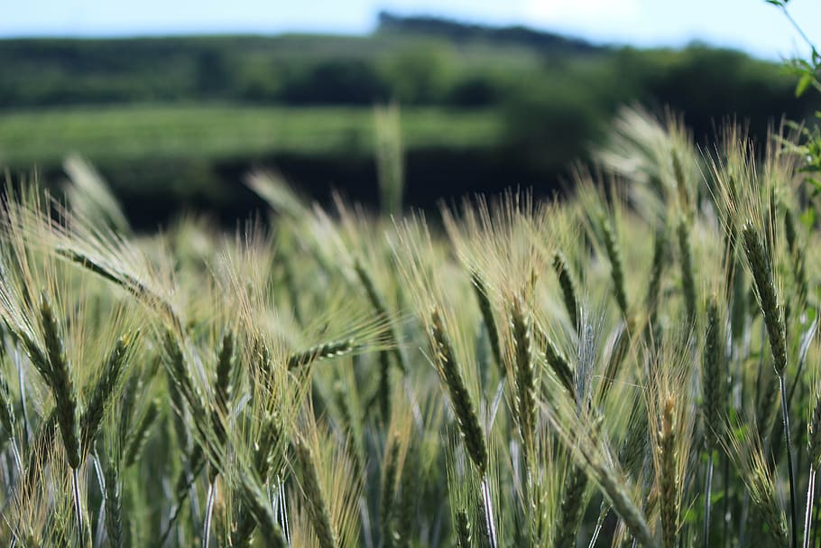 cornfield, spike, wheat, grain, cereals, agriculture, wheat field HD wallpaper