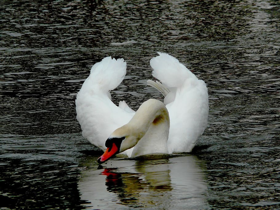 elegant, swan, drinking, water, bird, fly, wings, feather, wildlife HD wallpaper