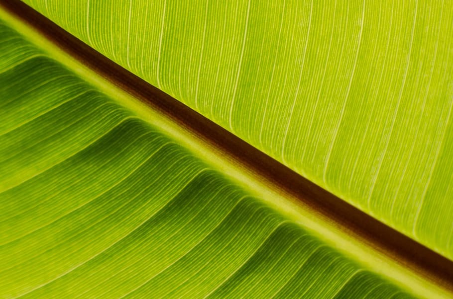 leaf, leaves, nature, seasons, plant, background, green, macro HD wallpaper