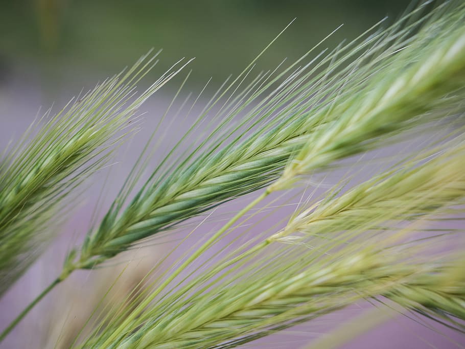 grain, grass, harvest, nature, weeds, agriculture, plant, close-up HD wallpaper