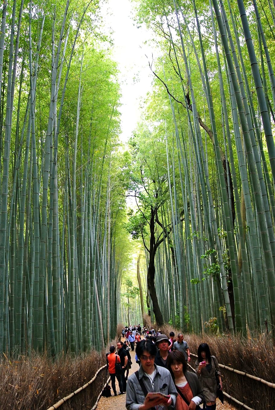 bamboo forest, sagano, kyoto, arashiyama, grove, tree, plant, HD wallpaper