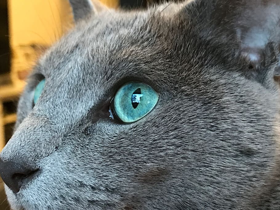 close-up of Russian blue cat, grey, vincent macbeth, blue eye.