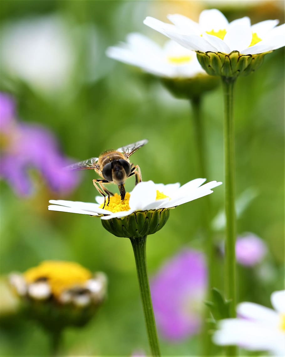 daisy, flower, bee, insect, animal, macro, roosting, wings HD wallpaper